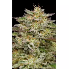 Golden Sands, Фасовка: 3